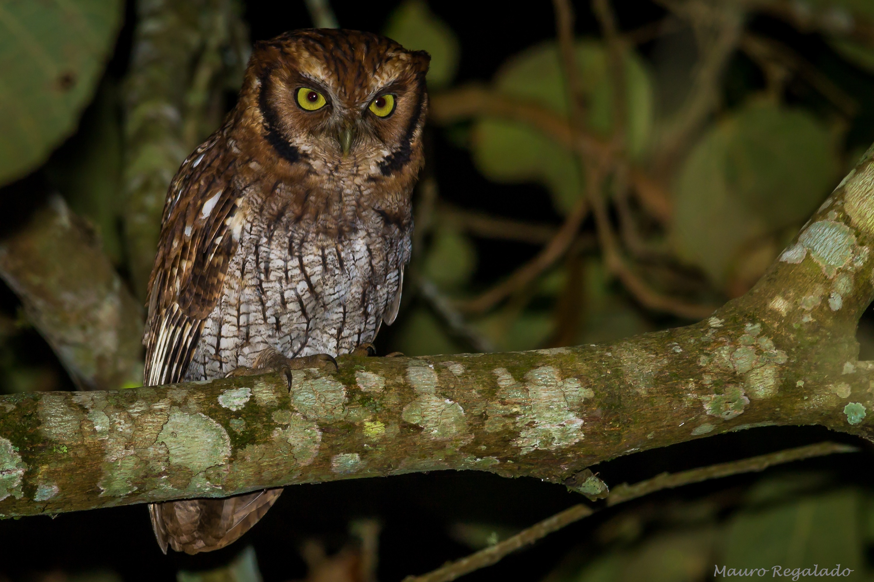 Corujinha-do-mato pousada em um galho, fotografada em Cocuera por Mauro Regalado Soares
